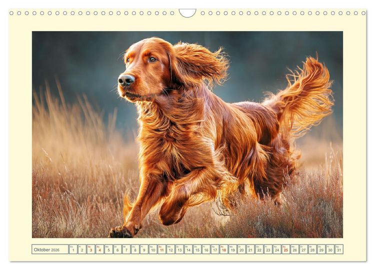 Produktbild: Irish Red Setter. Wo noble Eleganz auf Tatendrang trifft (Wandkalender 2026 DIN A3 quer), CALVENDO Monatskalender