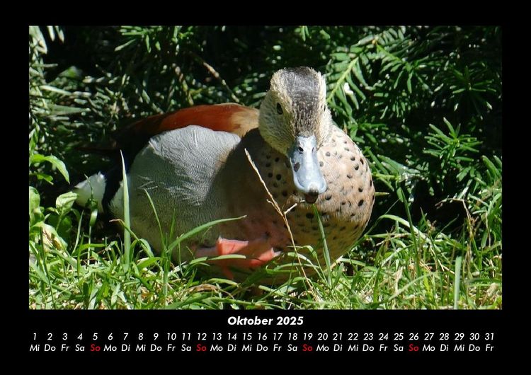 Produktbild: V&ouml;gel 2025 Fotokalender DIN A3