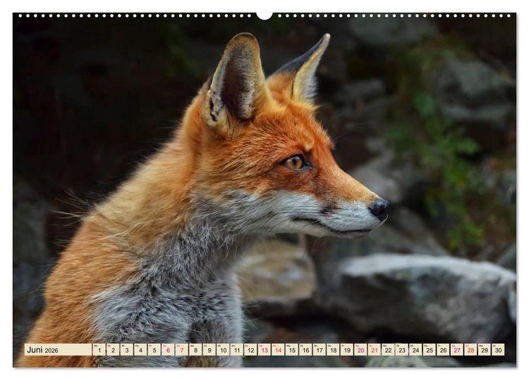 Produktbild: Fuchs - schlauer R&auml;uber (hochwertiger Premium Wandkalender 2026 DIN A2 quer), Kunstdruck in Hochglanz