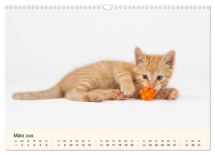 Produktbild: S&uuml;&szlig;e Stubentiger - Katzenkinder (Wandkalender 2026 DIN A3 quer), CALVENDO Monatskalender