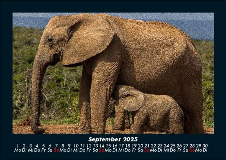 Produktbild: Elefanten 2025 Fotokalender DIN A5