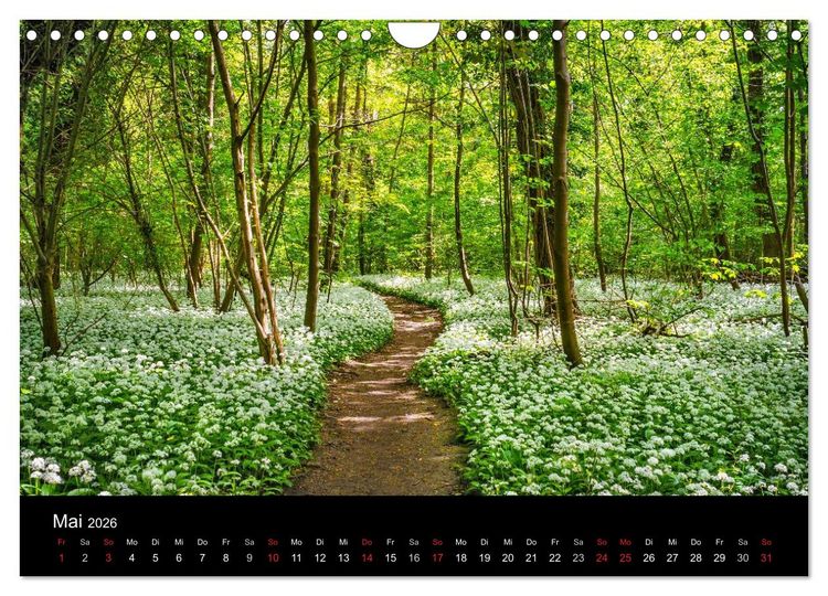 Produktbild: Mannheimer Waldpark (Wandkalender 2026 DIN A4 quer), CALVENDO Monatskalender