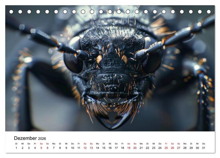 Produktbild: Insekten hautnah (Tischkalender 2026 DIN A5 quer), CALVENDO Monatskalender