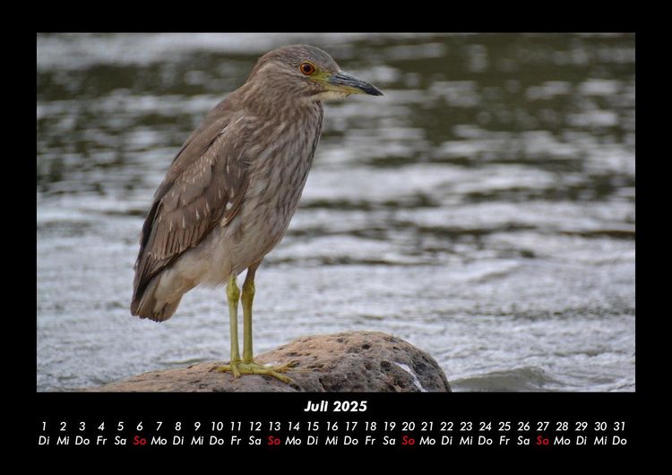 Produktbild: Vogelparadies 2025 Fotokalender DIN A3