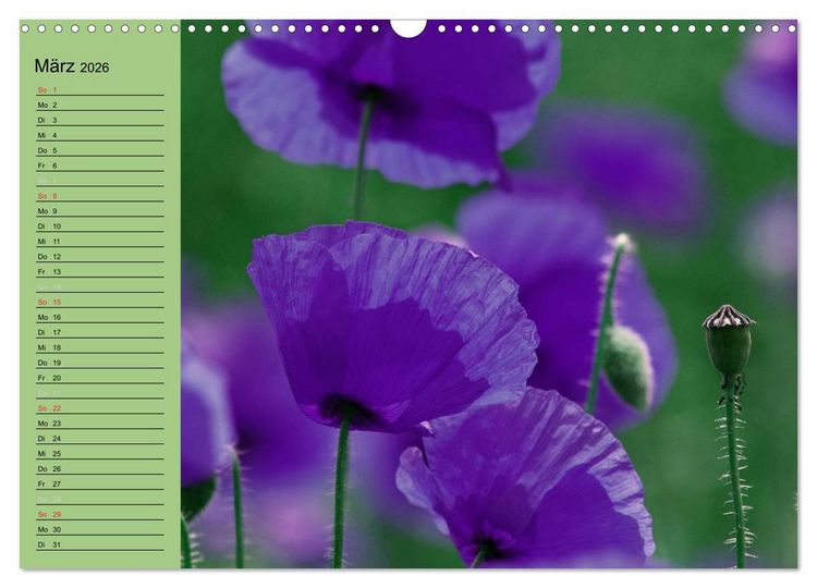 Produktbild: Mohnblumen Tr&auml;ume (Wandkalender 2026 DIN A3 quer), CALVENDO Monatskalender