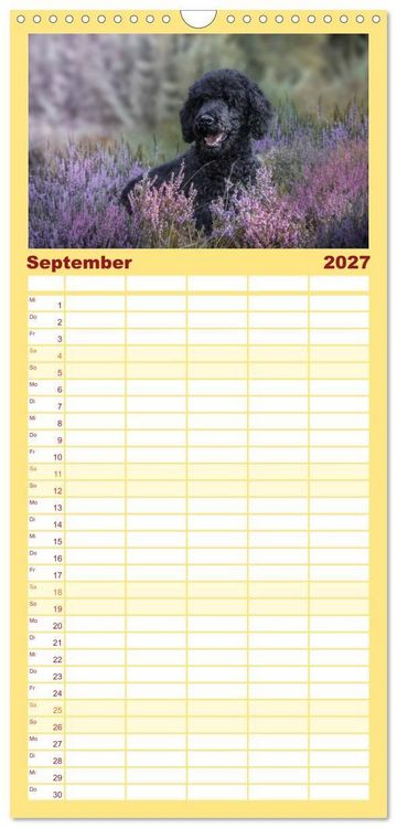 Produktbild: Familienplaner 2027 - Lockenw&ouml;lfe - Energieb&uuml;ndel Pudel mit 5 Spalten (Wandkalender, 21 x 45 cm) CALVENDO