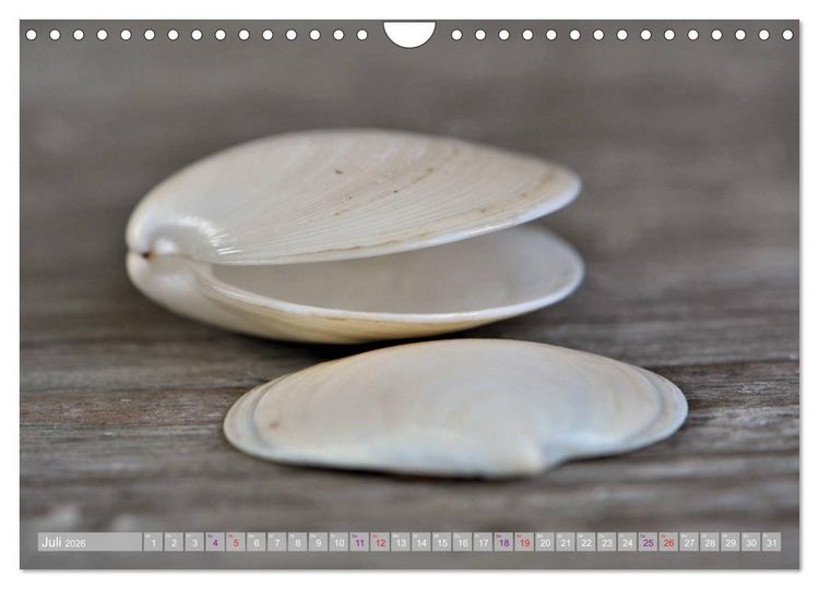 Produktbild: H&auml;user der Meere: Muscheln - Seeigel - Schnecken (Wandkalender 2026 DIN A4 quer), CALVENDO Monatskalender