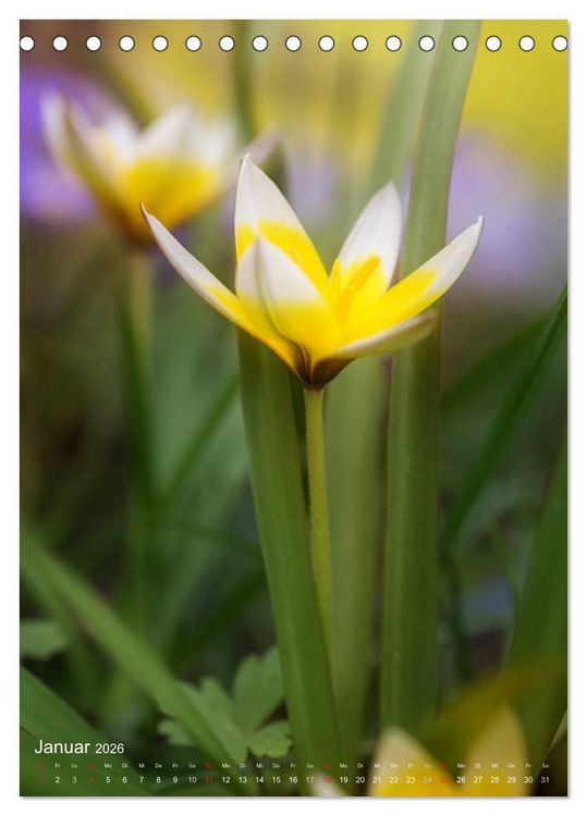 Produktbild: NATUR PUR Kleine Blumen am Wegesrand (Tischkalender 2026 DIN A5 hoch), CALVENDO Monatskalender