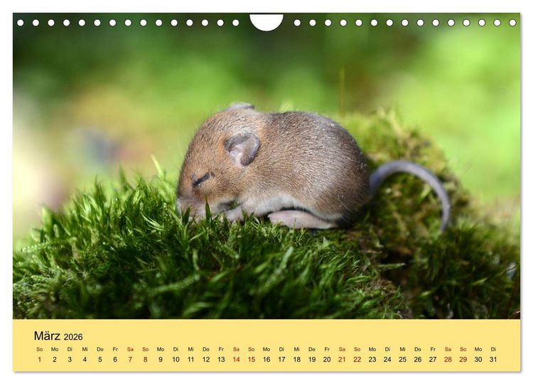 Produktbild: ... hier kommt die Maus ... (Wandkalender 2026 DIN A4 quer), CALVENDO Monatskalender