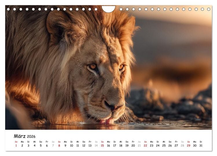 Produktbild: L&ouml;wen - Majest&auml;t der Wildnis (Wandkalender 2026 DIN A4 quer), CALVENDO Monatskalender