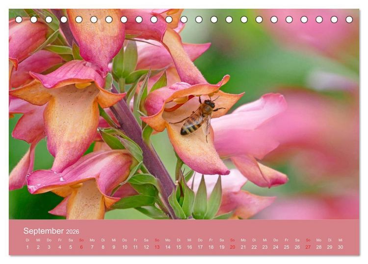Produktbild: Fauna trifft Flora - Tierischer Besuch im Pflanzenreich (Tischkalender 2026 DIN A5 quer), CALVENDO Monatskalender