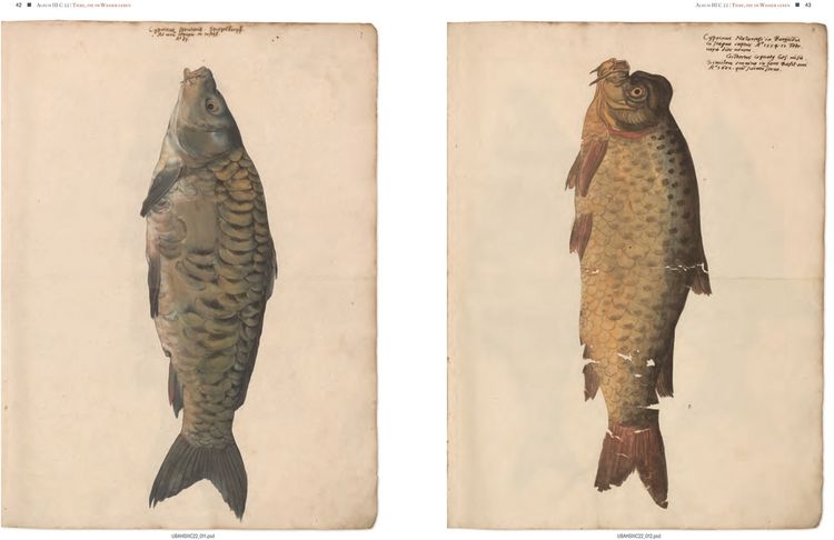 Produktbild: Conrad Gessners Thierbuch