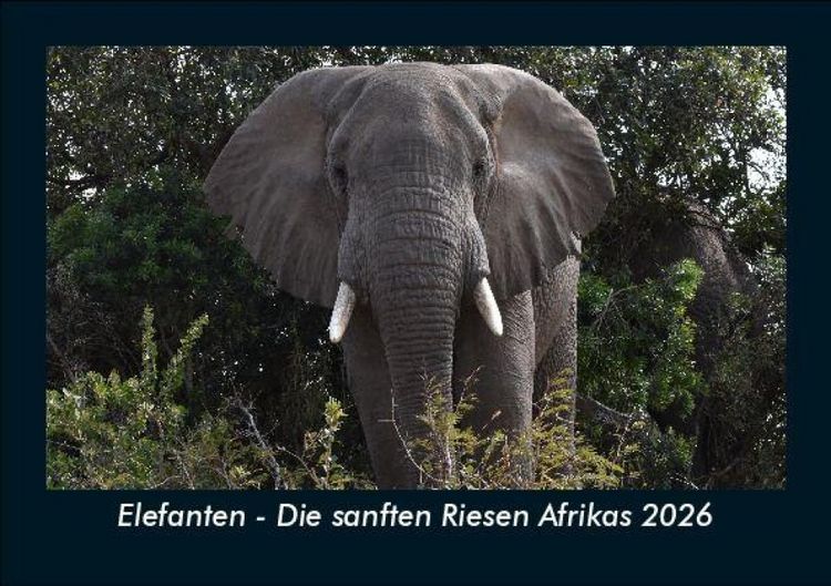 Produktbild: Elefanten - Die sanften Riesen Afrikas 2026 Fotokalender DIN A5