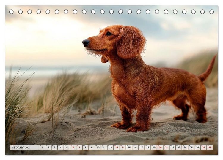 Produktbild: Lieblingshund Dackel (Tischkalender 2027 DIN A5 quer), CALVENDO Monatskalender