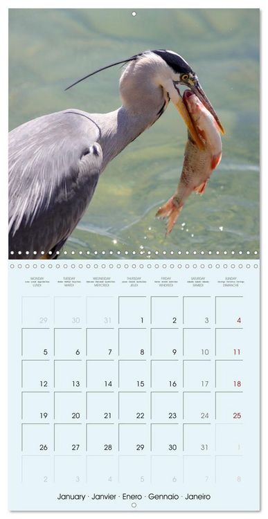 Produktbild: Les oiseaux du lac L&eacute;man (Calendrier mural carr&eacute; 2026 30x30 cm) Calendrier double avec une page pour vos prises de notes
