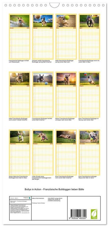Produktbild: Familienplaner 2026 - Bullys in Action - Franz&ouml;sische Bulldoggen lieben B&auml;lle mit 5 Spalten (Wandkalender, 21 x 45 cm) CALVENDO