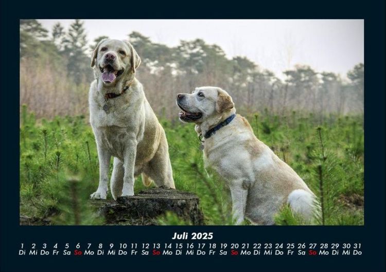 Produktbild: Der Hundekalender 2025 Fotokalender DIN A4