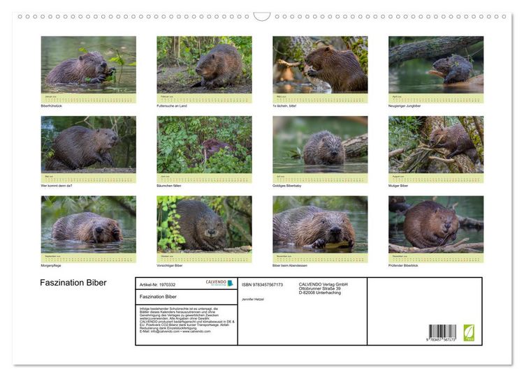 Produktbild: Faszination Biber (Wandkalender 2026 DIN A2 quer), CALVENDO Monatskalender