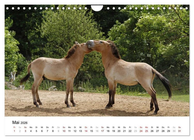 Produktbild: Faszination Przewalski-Pferde (Wandkalender 2026 DIN A4 quer), CALVENDO Monatskalender