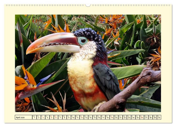 Produktbild: Toucans - clowns of the jungle (Wall Calendar 2026 DIN A2 landscape), CALVENDO 12 Month Wall Calendar