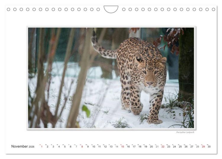 Produktbild: Emotionale Momente: Gro&szlig;e Raubkatzen der Welt. (Wandkalender 2026 DIN A4 quer), CALVENDO Monatskalender