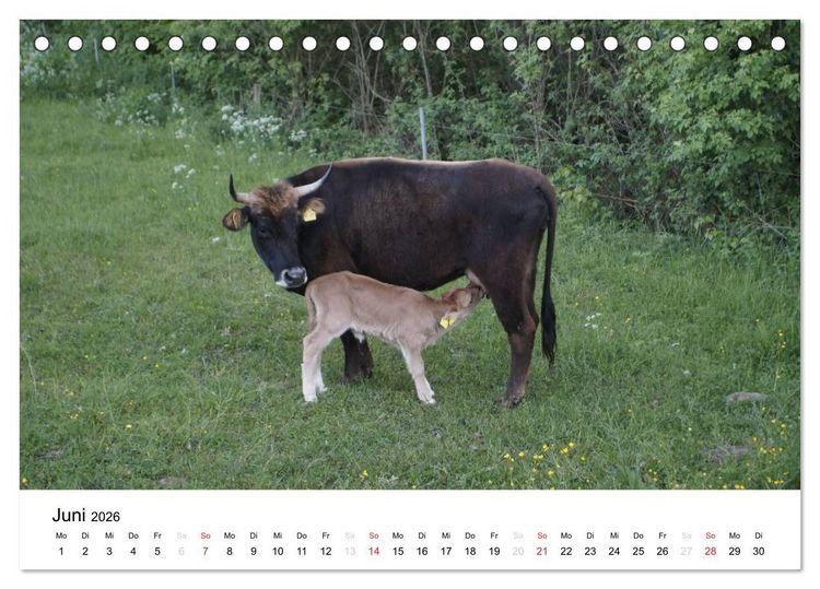 Produktbild: Bauernhoftiere (Tischkalender 2026 DIN A5 quer), CALVENDO Monatskalender