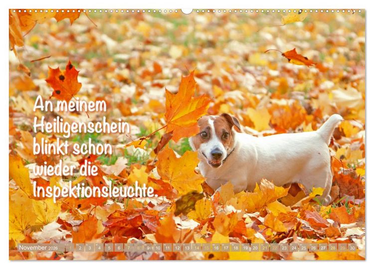 Produktbild: Jack Russell Terrier: Komm spielen (hochwertiger Premium Wandkalender 2026 DIN A2 quer), Kunstdruck in Hochglanz
