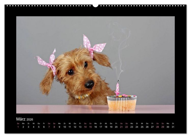 Produktbild: Elli Pirelli... aus dem Leben eines fr&ouml;hlichen Pinscher-Dackel-M&auml;dels (Wandkalender 2026 DIN A2 quer), CALVENDO Monatskalender
