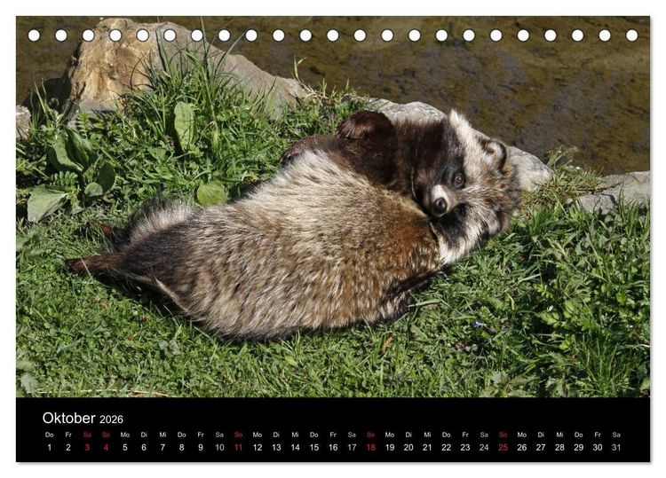 Produktbild: Marderhunde (Tischkalender 2026 DIN A5 quer), CALVENDO Monatskalender