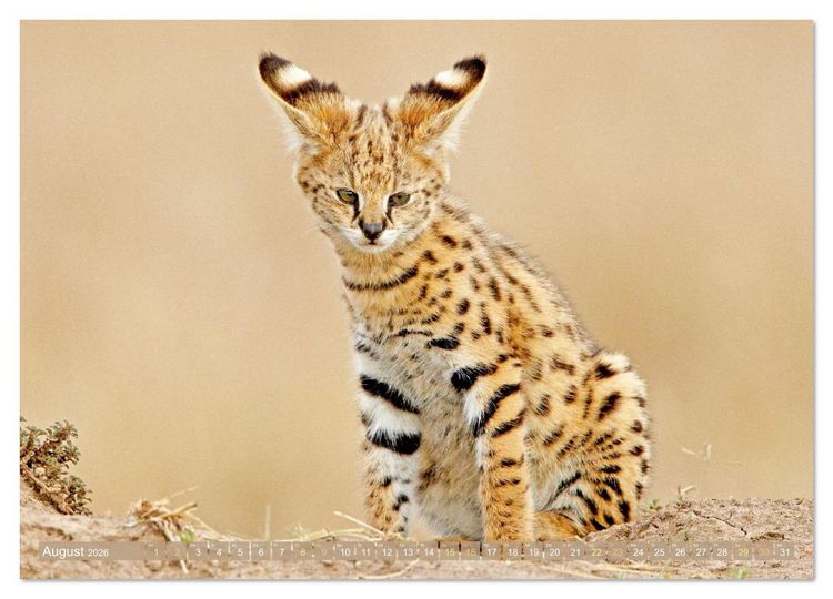 Produktbild: Raubkatzen: Geschmeidige J&auml;ger (hochwertiger Premium Wandkalender 2026 DIN A2 quer), Kunstdruck in Hochglanz