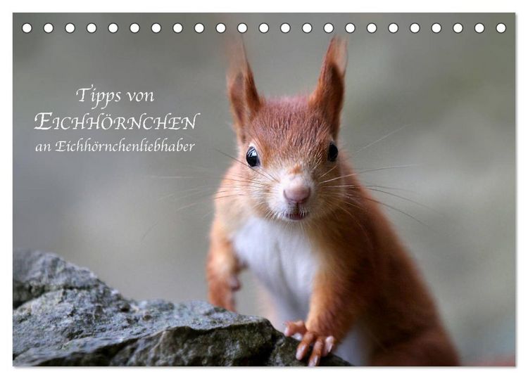 Produktbild: Tipps von Eichh&ouml;rnchen an Eichh&ouml;rnchenliebhaber (Tischkalender 2026 DIN A5 quer), CALVENDO Monatskalender