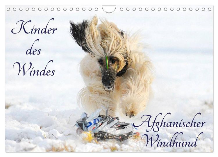 Produktbild: Kinder des Windes - Afghanischer Windhund (Wandkalender 2026 DIN A4 quer), CALVENDO Monatskalender