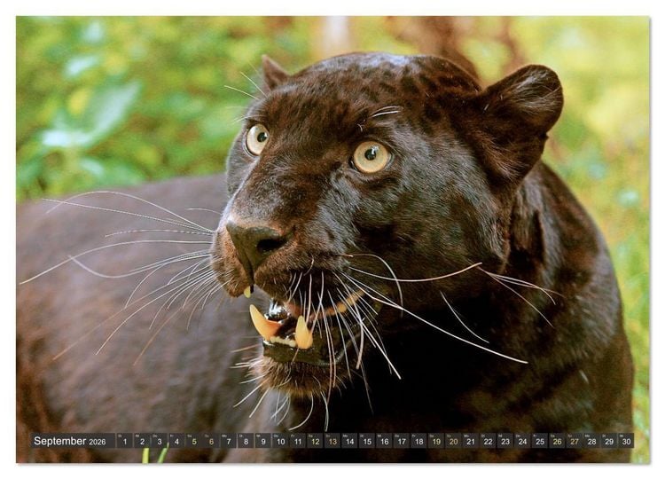 Produktbild: Raubkatzen: Geschmeidige J&auml;ger (hochwertiger Premium Wandkalender 2026 DIN A2 quer), Kunstdruck in Hochglanz