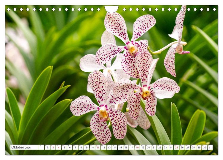 Produktbild: Orchidaceae - Orchideen (Wandkalender 2026 DIN A4 quer), CALVENDO Monatskalender