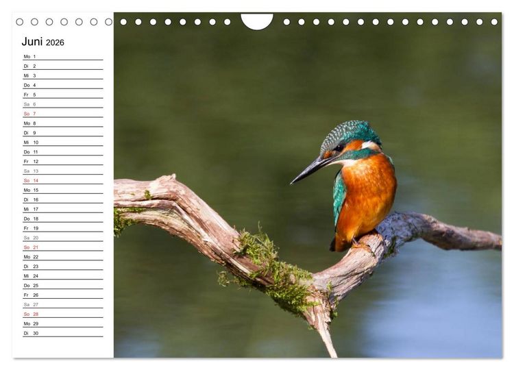 Produktbild: Eisv&ouml;gel (Wandkalender 2026 DIN A4 quer), CALVENDO Monatskalender