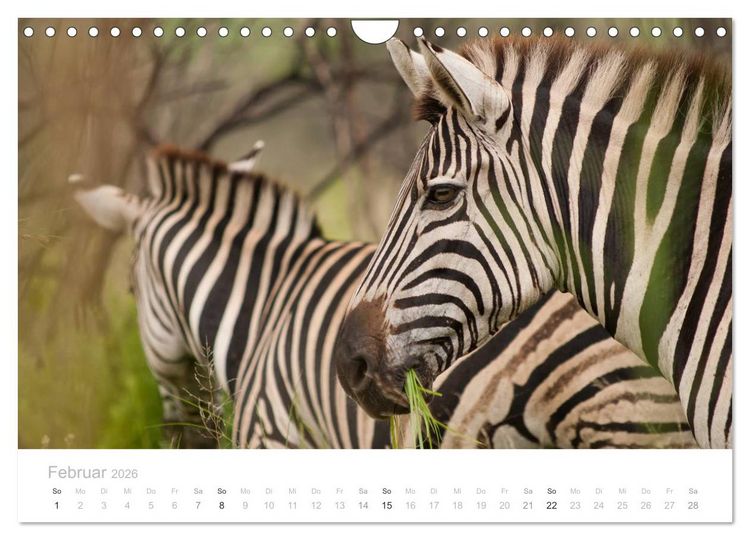 Produktbild: Tierische Gl&uuml;cksmomente mit Weisheiten (Wandkalender 2026 DIN A4 quer), CALVENDO Monatskalender