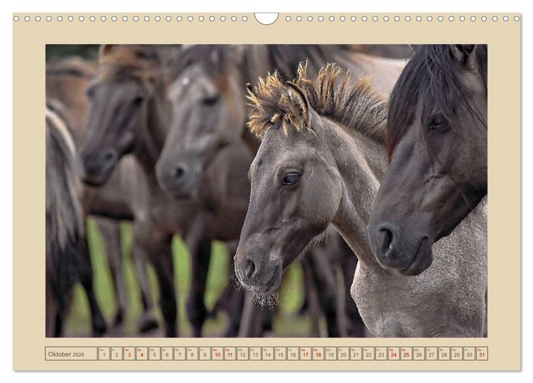 Produktbild: D&uuml;lmener Wildpferde im M&uuml;nsterland (Wandkalender 2026 DIN A3 quer), CALVENDO Monatskalender