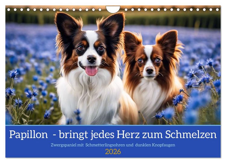 Produktbild: Papillon - bringt jedes Herz zum Schmelzen (Wandkalender 2026 DIN A4 quer), CALVENDO Monatskalender