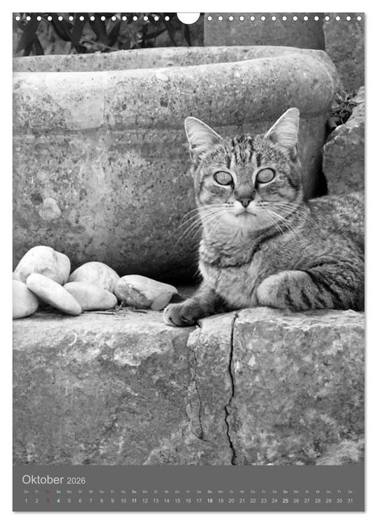 Produktbild: Sonja Heller Katzen in SW-Portraits (Wandkalender 2026 DIN A3 hoch), CALVENDO Monatskalender