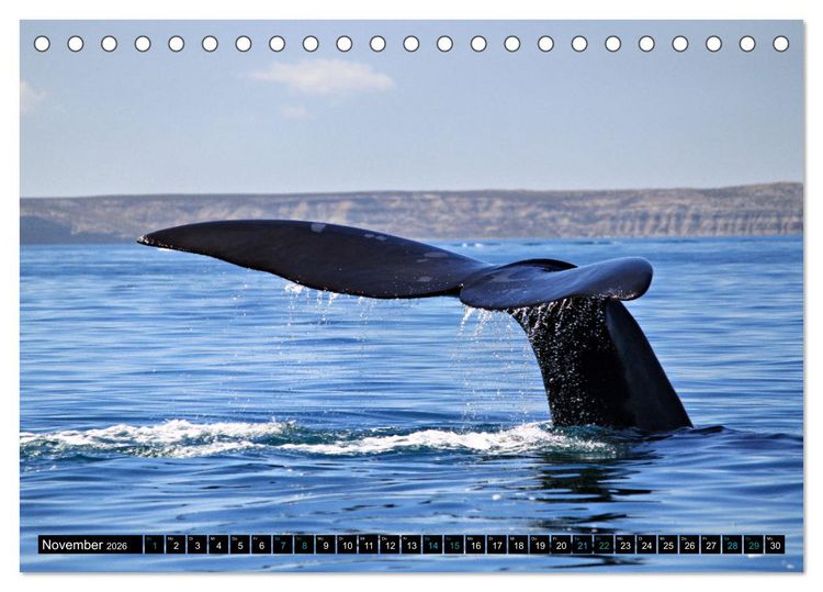 Produktbild: Big Five aus dem Ozean Hai, Delphin, Wal, Robbe, Pinguin (Tischkalender 2026 DIN A5 quer), CALVENDO Monatskalender