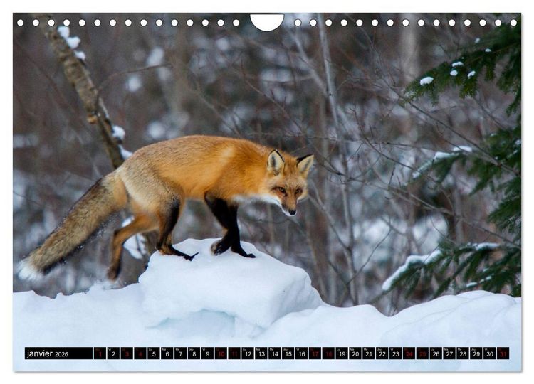 Produktbild: LE PETIT ROUQUIN (Calendrier mural 2026 DIN A4 vertical), CALVENDO calendrier mensuel