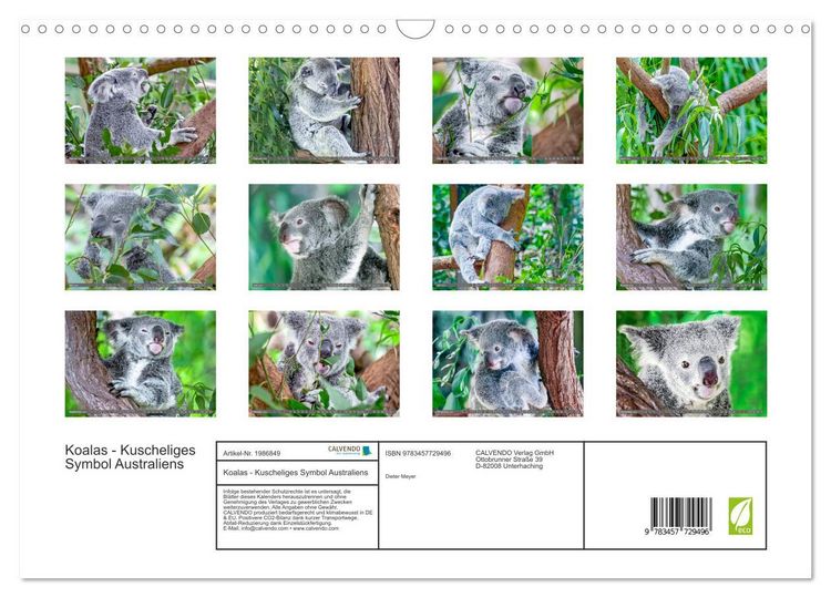 Produktbild: Koalas - Kuscheliges Symbol Australiens (Wandkalender 2026 DIN A3 quer), CALVENDO Monatskalender