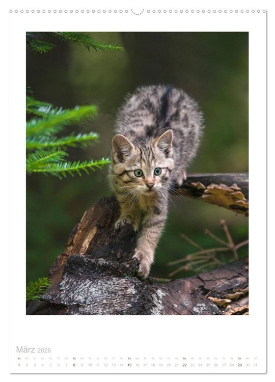 Produktbild: Wildkatzen - Kleine Samtpfoten des Waldes (Wandkalender 2026 DIN A2 hoch), CALVENDO Monatskalender