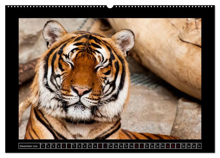Produktbild: Tiger, L&ouml;we und Co. (hochwertiger Premium Wandkalender 2026 DIN A2 quer), Kunstdruck in Hochglanz