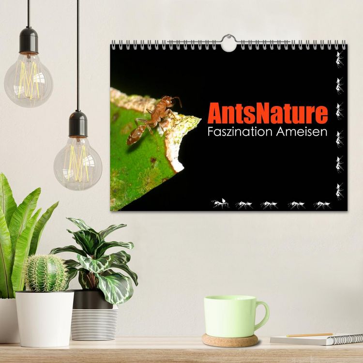 Produktbild: AntsNature - Faszination Ameisen (Wandkalender 2026 DIN A4 quer), CALVENDO Monatskalender