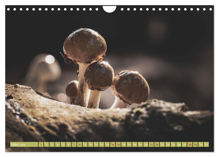 Produktbild: Wundersame Pilzwelten (Wandkalender 2026 DIN A4 quer), CALVENDO Monatskalender