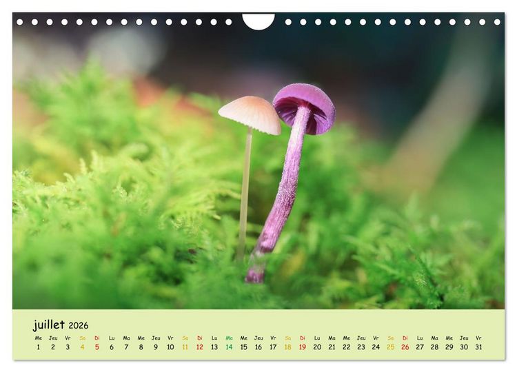 Produktbild: Champignons tout en couleurs (Calendrier mural 2026 DIN A4 vertical), CALVENDO calendrier mensuel
