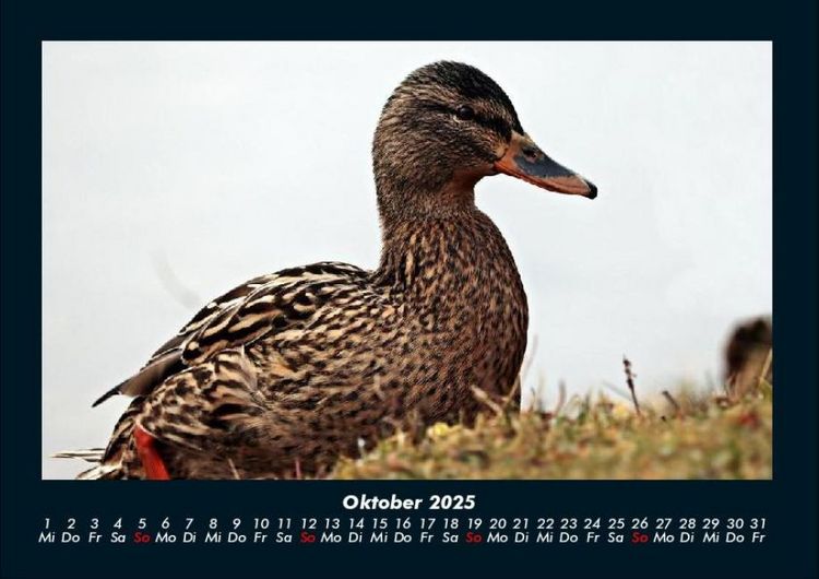 Produktbild: Enten 2025 Fotokalender DIN A4