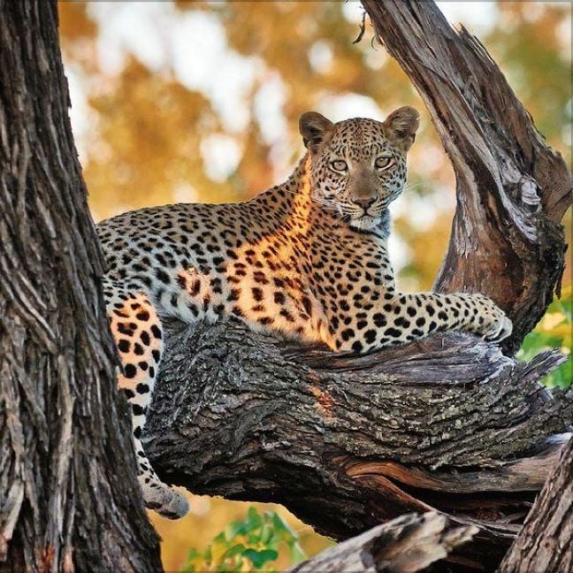 Produktbild: Big Cats 2027