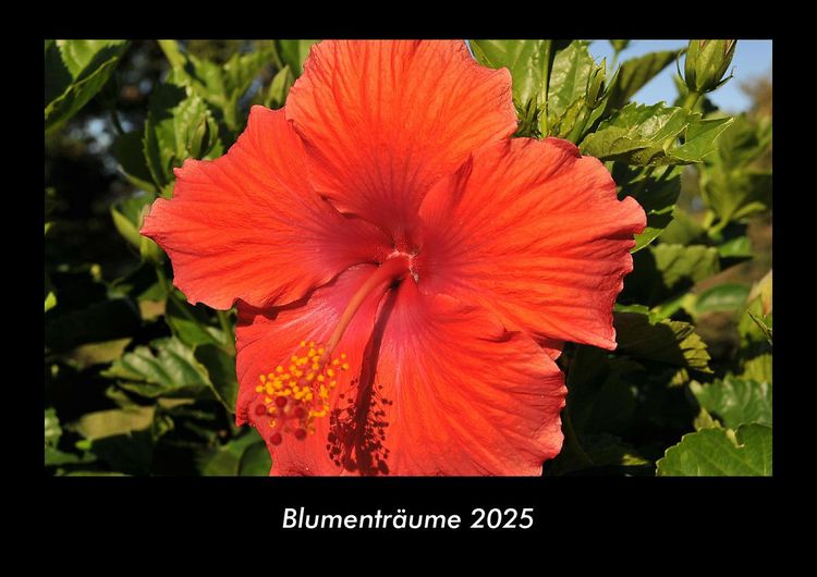 Produktbild: Blumentr&auml;ume 2025 Fotokalender DIN A3